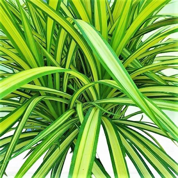 Pandanus Baptistii Variegata - Image 3