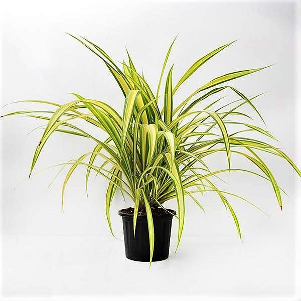 Pandanus Baptistii Variegata - Image 4