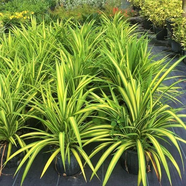 Pandanus Baptistii Variegata - Image 5