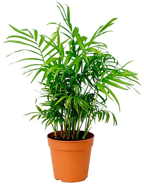 Parlour Palm, Bamboo Palm, Chamaedorea elegans - Image 3