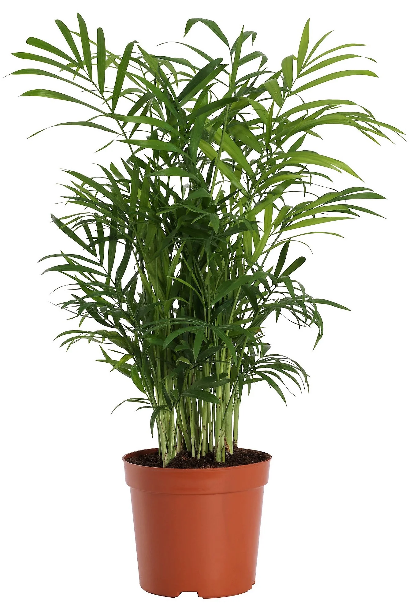 Parlour Palm, Bamboo Palm, Chamaedorea elegans - Image 4