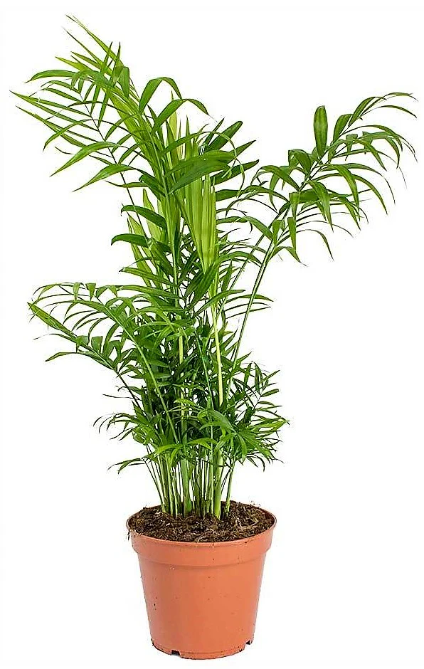 Parlour Palm, Bamboo Palm, Chamaedorea elegans - Image 5