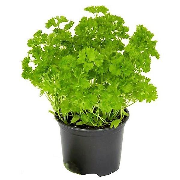 Parsley Plant - Image 3