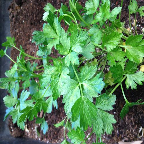 Parsley Plant - Image 4