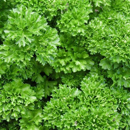 Parsley Plant - Image 5