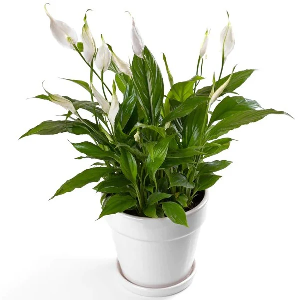 Peace Lily, Spathiphyllum - Image 3