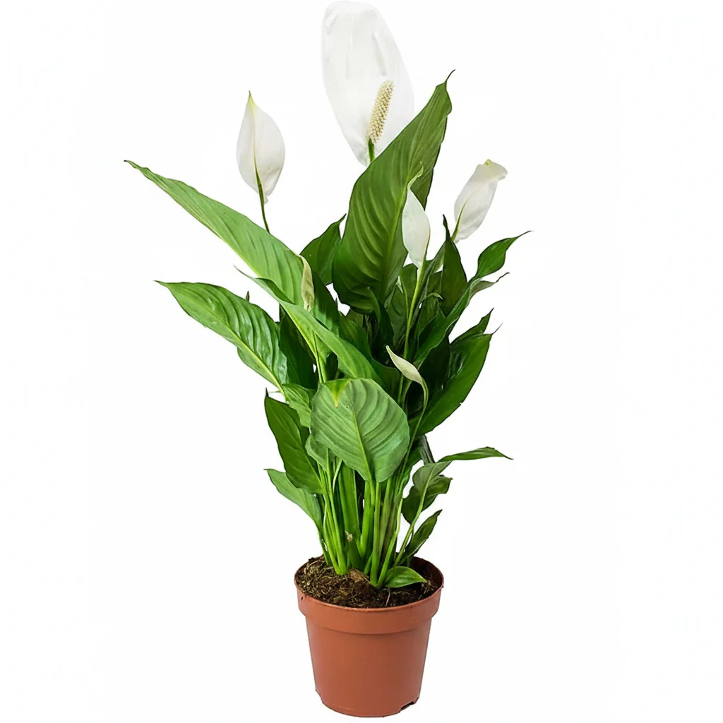 Peace Lily, Spathiphyllum - Image 4