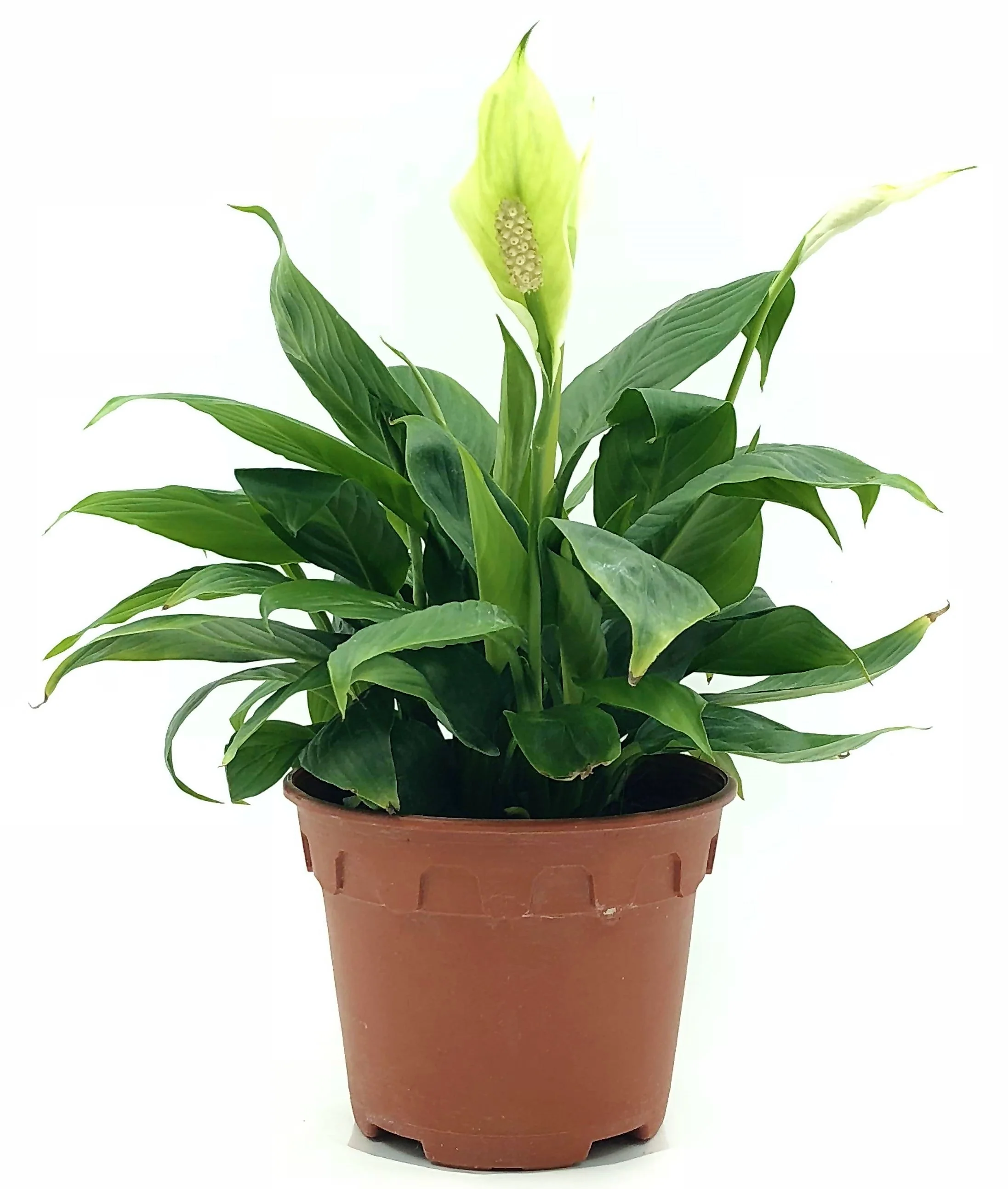 Peace Lily, Spathiphyllum - Image 5