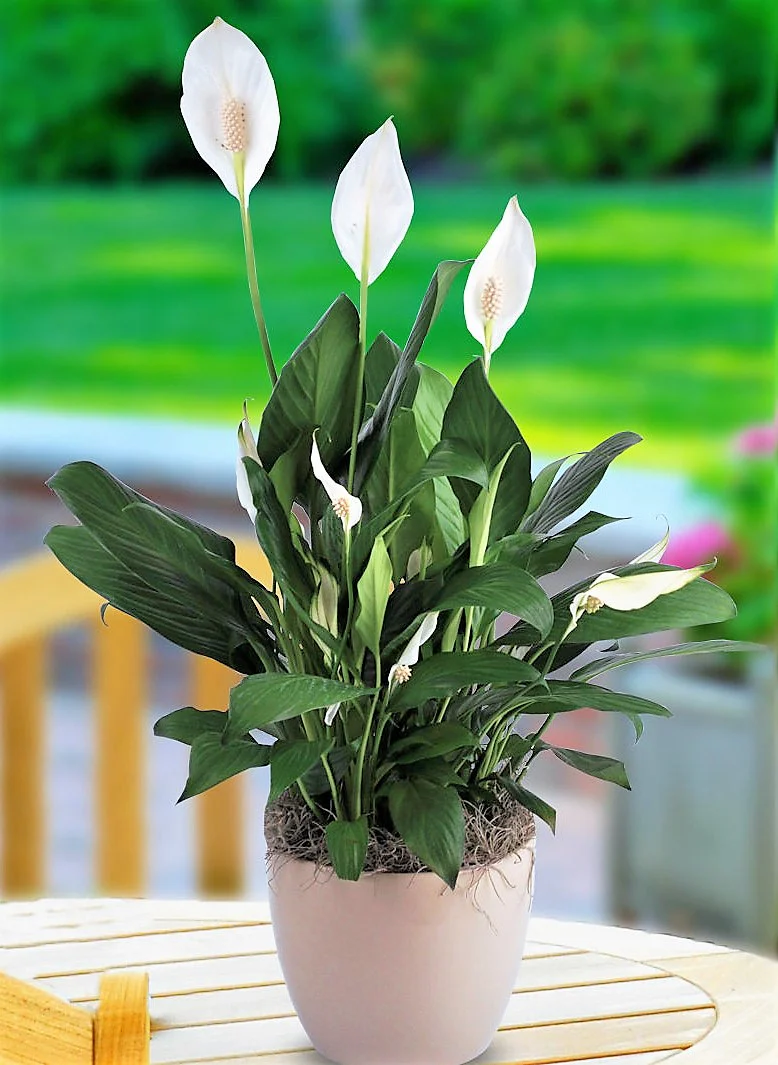 Peace Lily, Spathiphyllum - Image 6