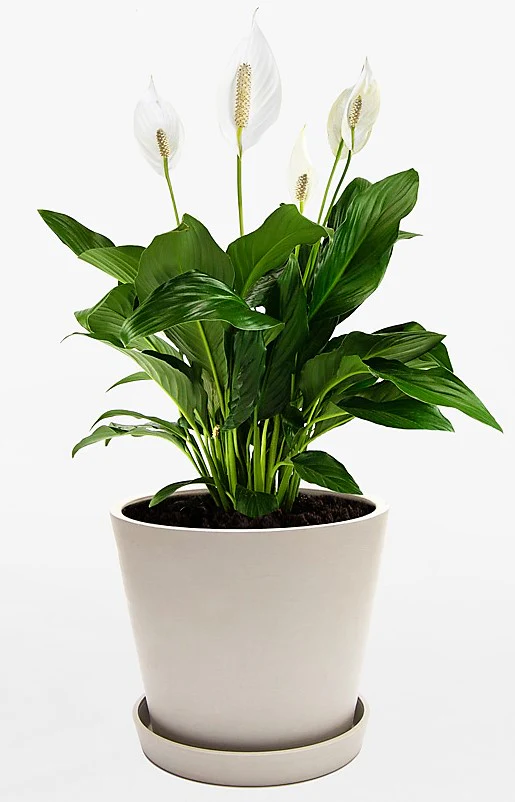 Peace Lily, Spathiphyllum - Image 7