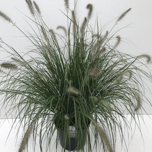 Pennisetum alopecuroides, Chinese fountain grass - Image 2