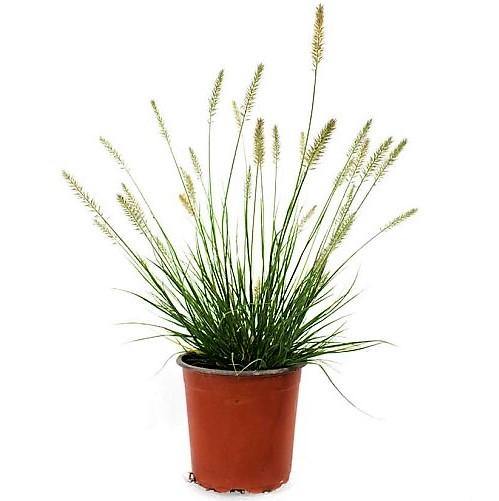 Pennisetum alopecuroides, Chinese fountain grass - Image 3