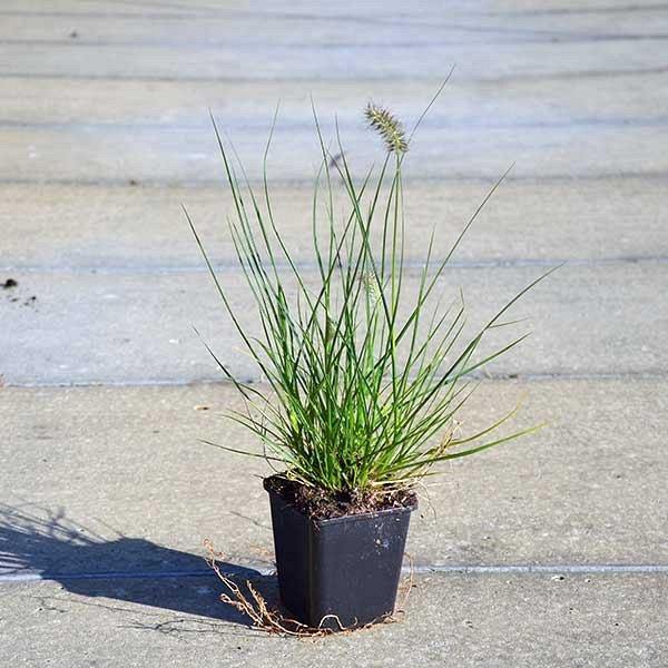 Pennisetum alopecuroides, Chinese fountain grass - Image 4
