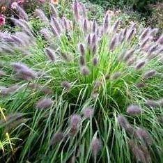 Pennisetum alopecuroides, Chinese fountain grass - Image 5