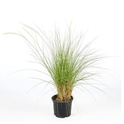 Pennisetum Setaceum, African Fountain Grass, Tender Fountain Grass - Image 2