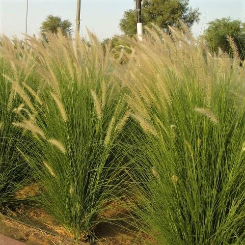 Pennisetum Setaceum, African Fountain Grass, Tender Fountain Grass - Image 3