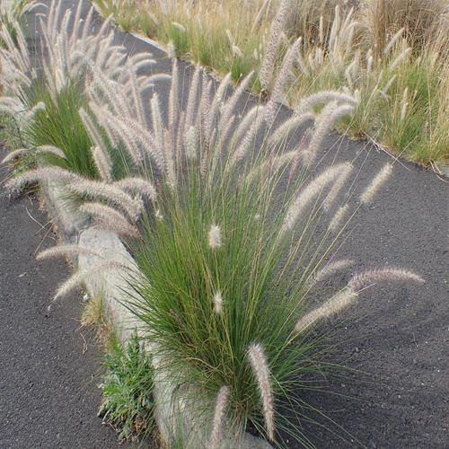 Pennisetum Setaceum, African Fountain Grass, Tender Fountain Grass - Image 4
