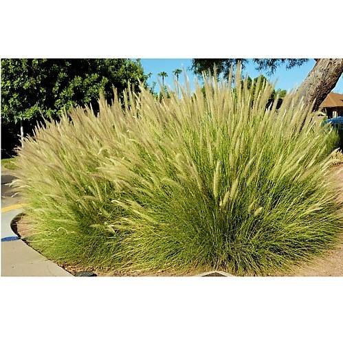 Pennisetum Setaceum, African Fountain Grass, Tender Fountain Grass - Image 5