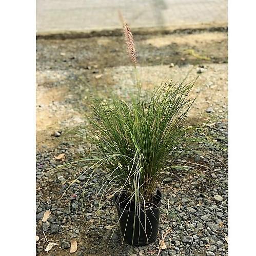Pennisetum Setaceum, African Fountain Grass, Tender Fountain Grass - Image 6