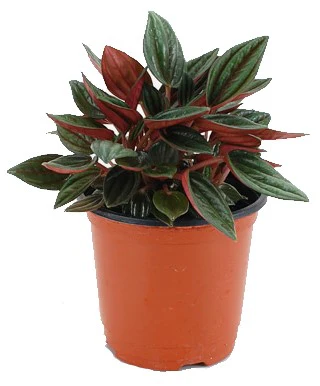 Peperomia Caperata - Image 2
