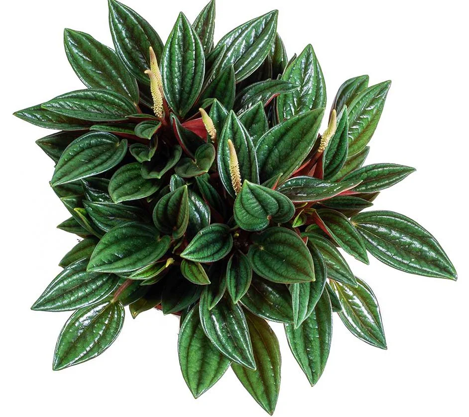 Peperomia Caperata - Image 3