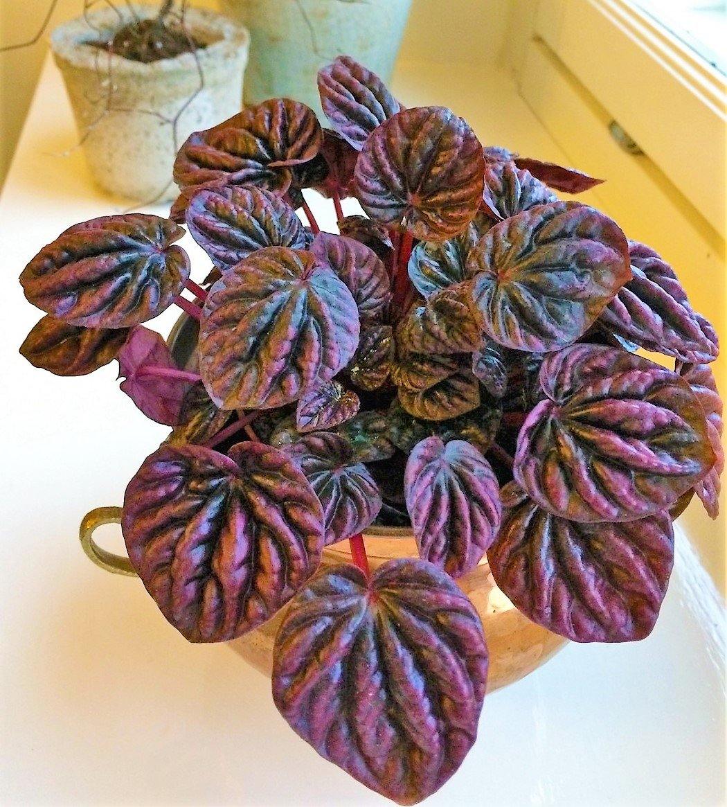 Peperomia Red Luna - Image 2