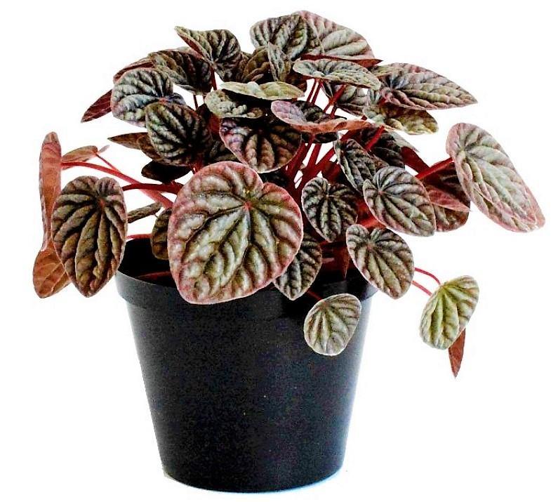 Peperomia Red Luna - Image 3
