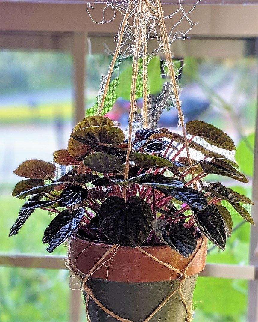 Peperomia Red Luna - Image 4