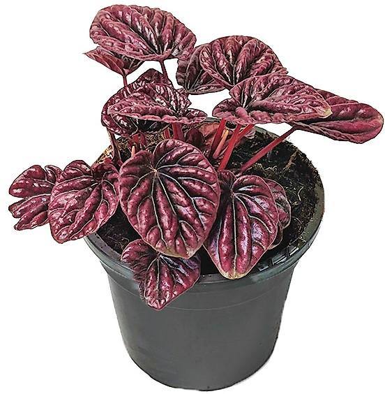 Peperomia Red Luna - Image 5
