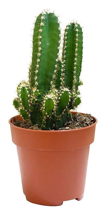 Peruvian Cactus, Cereus Peruvianus