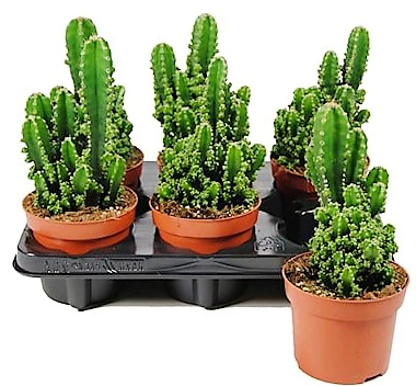 Peruvian Cactus, Cereus Peruvianus - Image 2