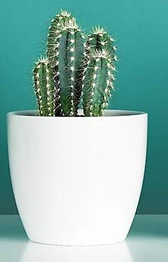 Peruvian Cactus, Cereus Peruvianus - Image 3