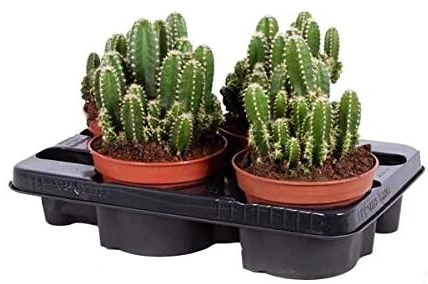 Peruvian Cactus, Cereus Peruvianus - Image 4