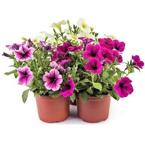 Petunia, Petunias (small) - Image 3
