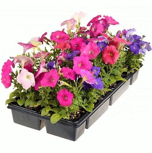 Petunia, Petunias (small) - Image 4