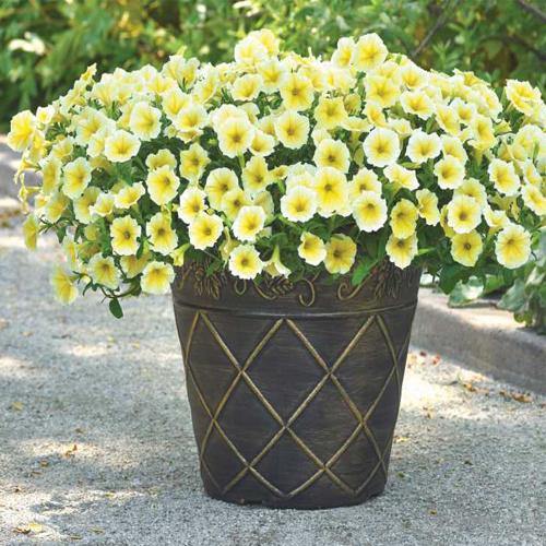 Petunia, Petunias (small) - Image 5