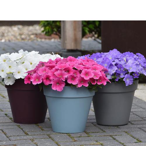 Petunia, Petunias (small) - Image 6