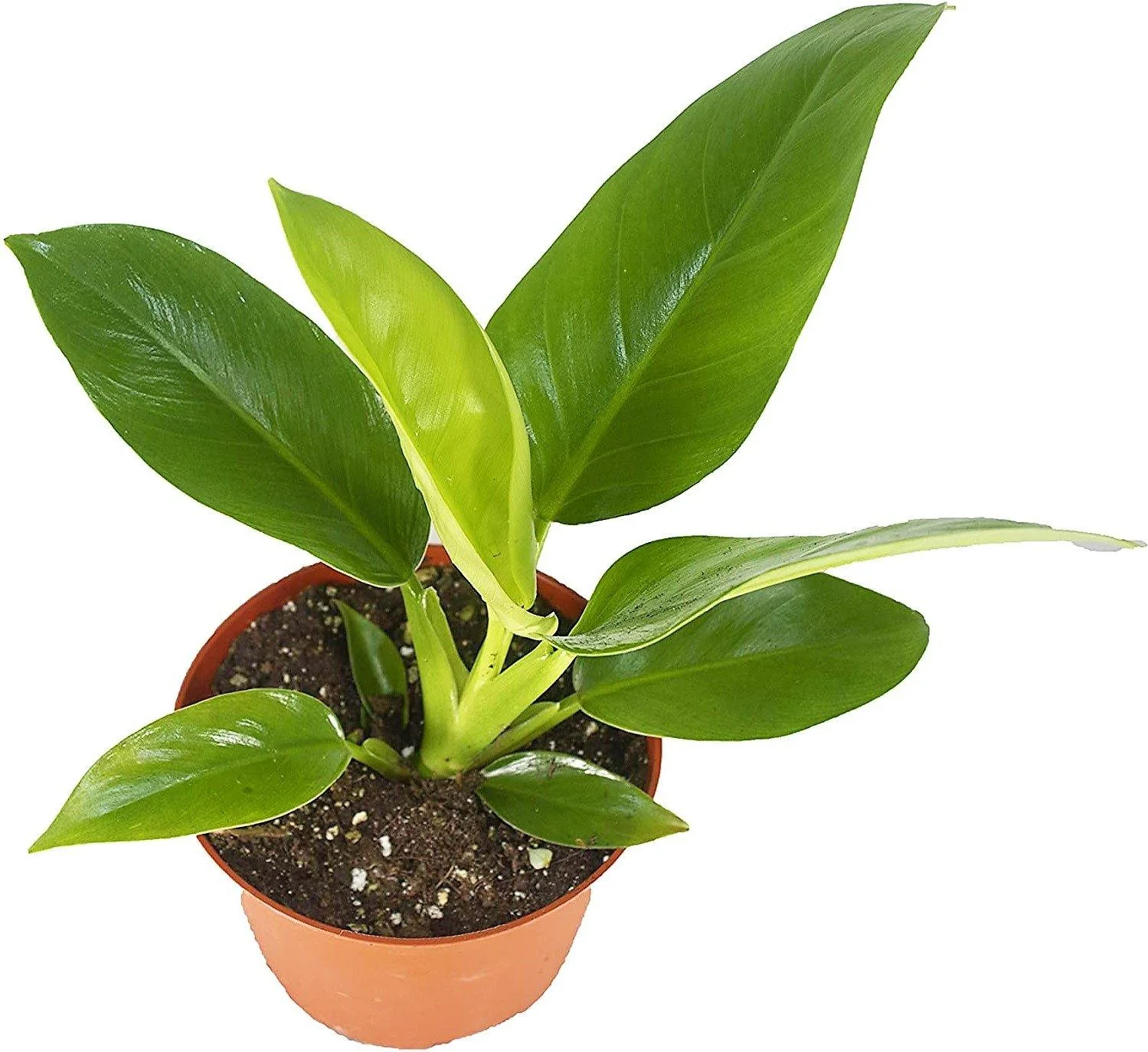 Philodendron Imperial Green - Image 2