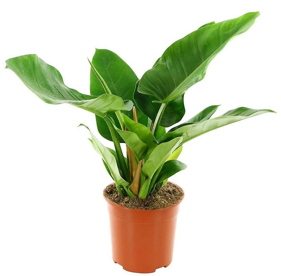 Philodendron Imperial Green - Image 3