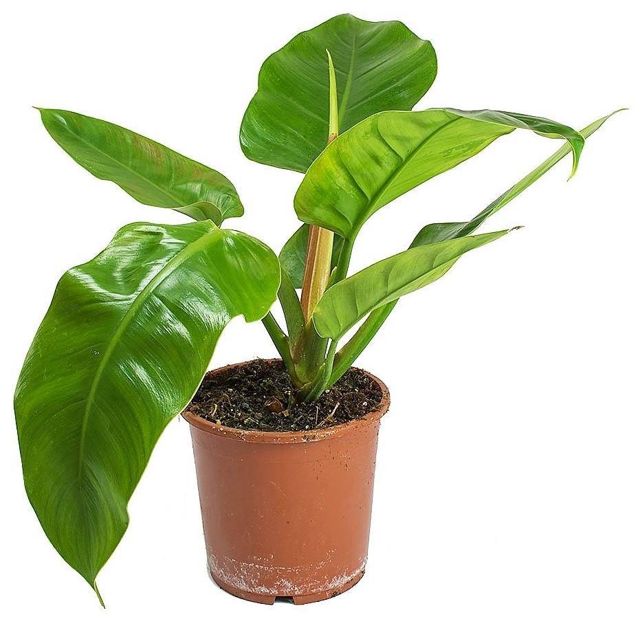Philodendron Imperial Green - Image 4