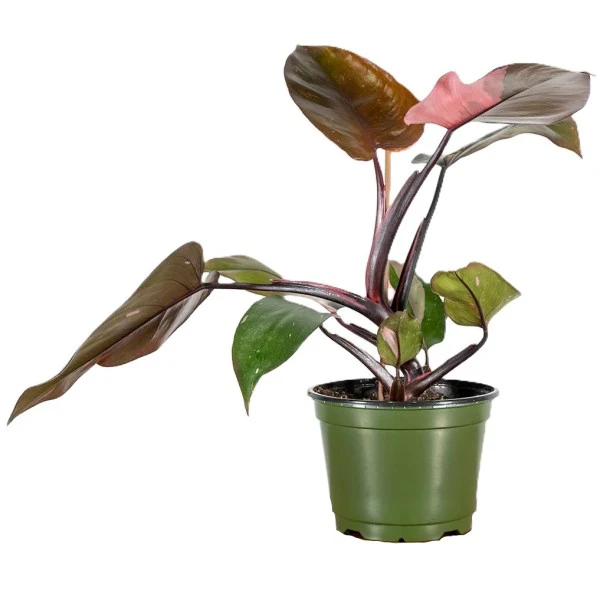 Philodendron Pink Princess - Image 2