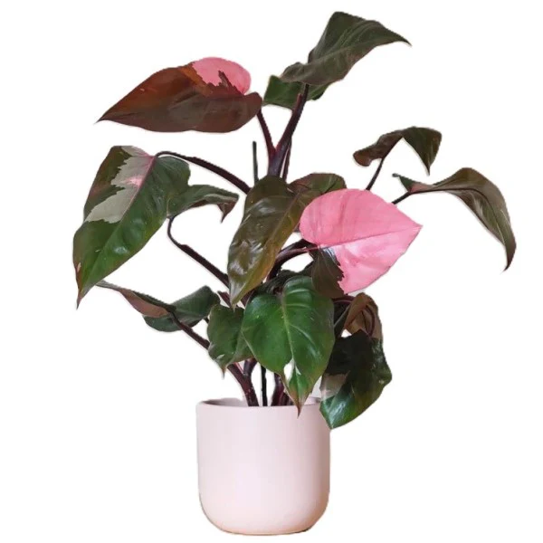 Philodendron Pink Princess - Image 3