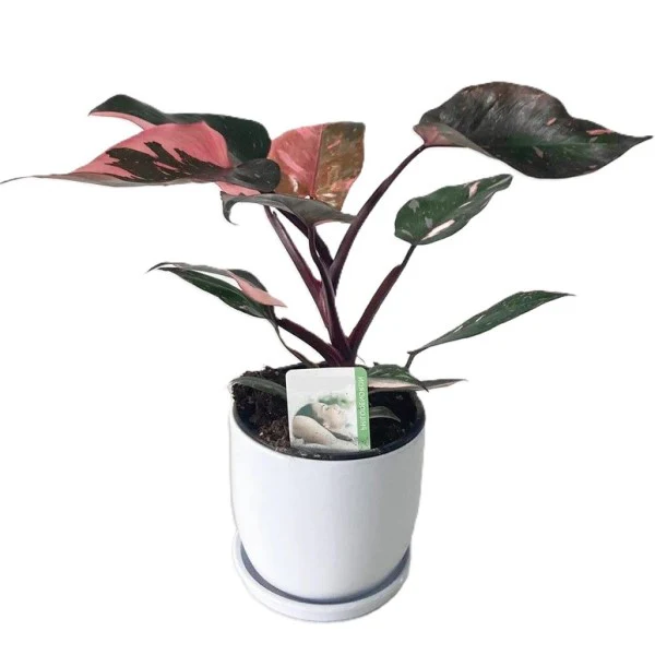 Philodendron Pink Princess - Image 4