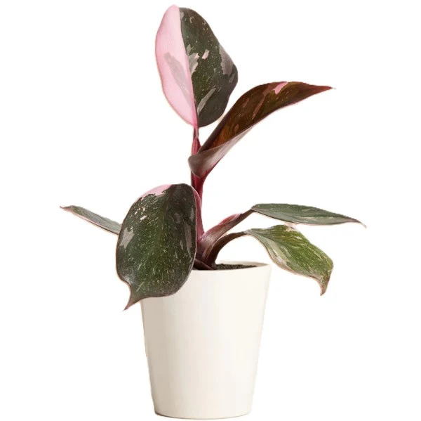 Philodendron Pink Princess - Image 5