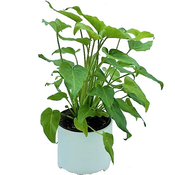 Philodendron xanadu - Image 2