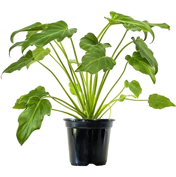 Philodendron xanadu - Image 3
