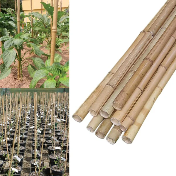 Bamboo Stick 15-30mm Dia - Image 2