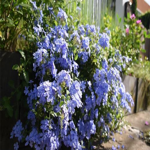 Plumbago Capensis, The Blue Plumbago - Image 4