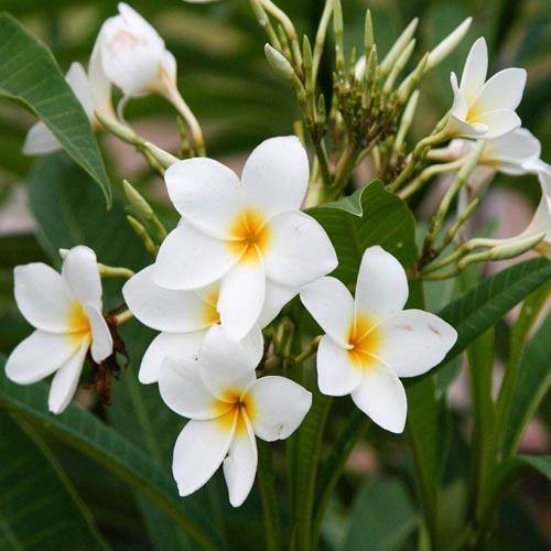 Plumeria Obtusa, Frangipani, The Temple Tree - Image 2