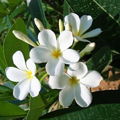 Plumeria Obtusa, Frangipani, The Temple Tree - Image 3